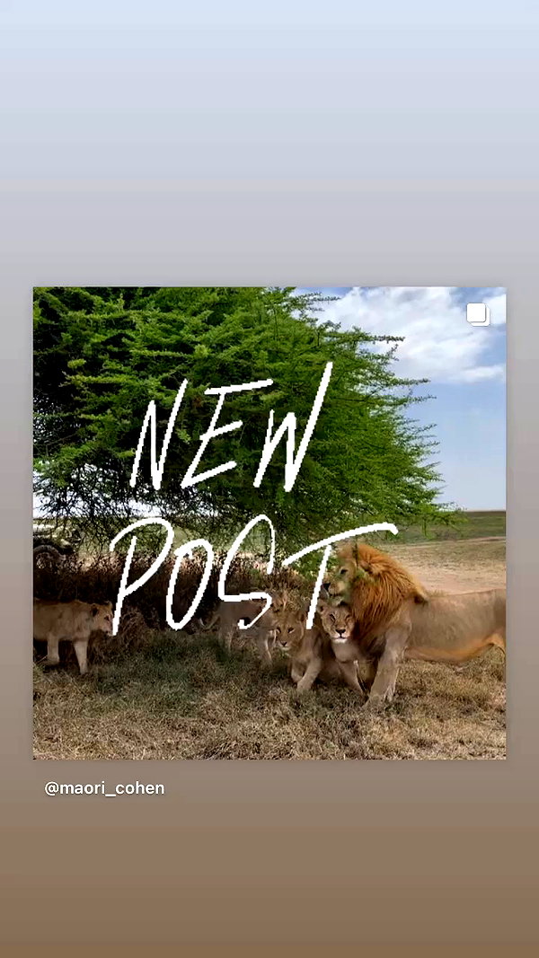 maori_cohen archive video preview