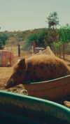gorillamind Altpins Profile Picture