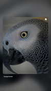 yegorlanda Altpins Profile Picture
