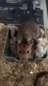 rott3nbambi Altpins Profile Picture