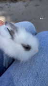 mishel_d_ Altpins Profile Picture