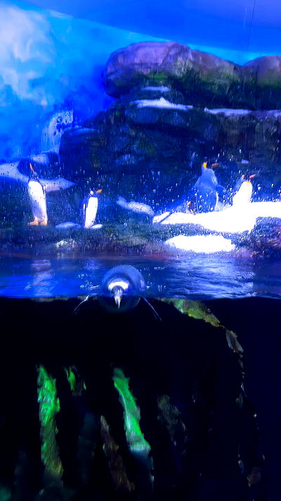 natalllluli natalllluli archive video