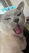 avestanova Altpins Profile Picture