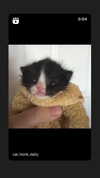 babynympho_archive Altpins Profile Picture