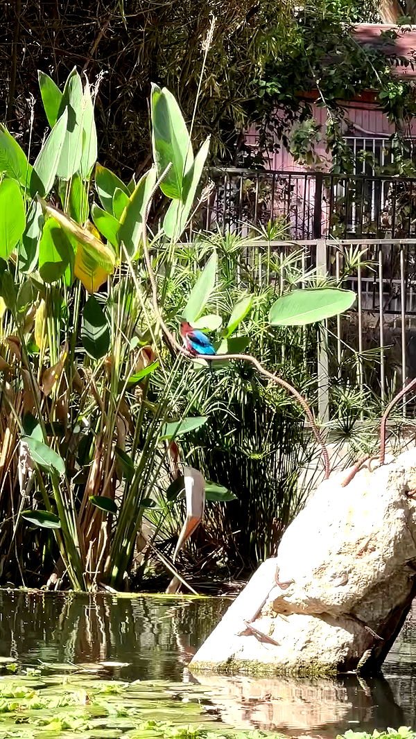 emily.otaku archive video preview