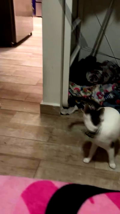 mosssaico mosssaico archive video