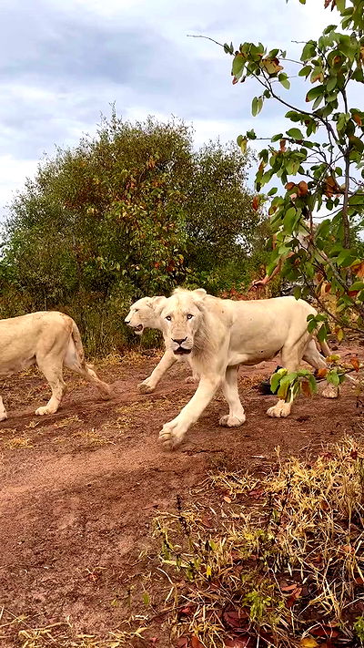 taylor.creeden taylor.creeden archive video