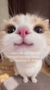 shunli__mei Altpins Profile Picture