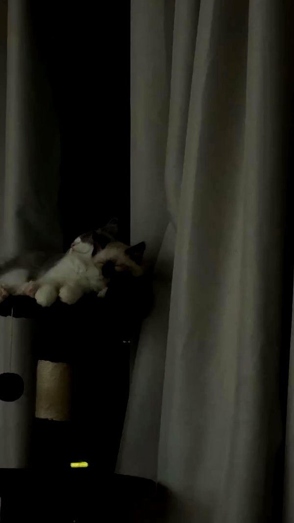 eliya.ho archive video preview