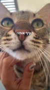 ronyida_ Altpins Profile Picture