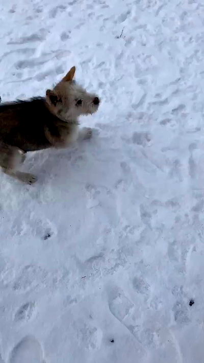 nyityam nyityam archive video