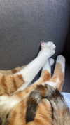 burcumsai Altpins Profile Picture