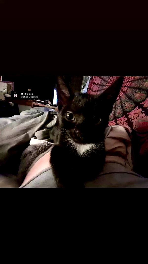ayliehayward archive video preview