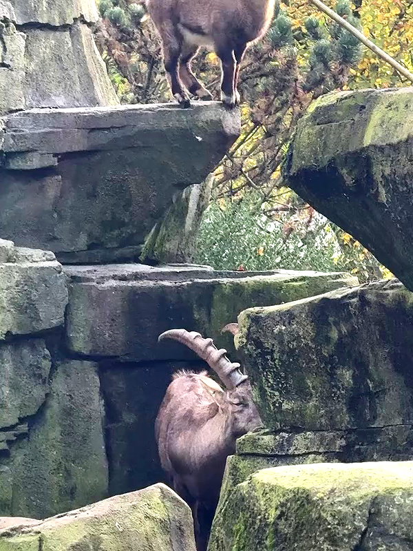 mishel_llll archive video preview