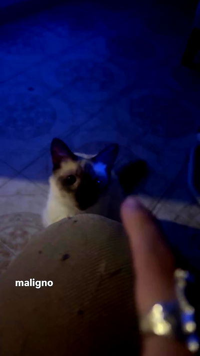 mosssaico mosssaico archive video