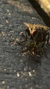 zommmbri Altpins Profile Picture