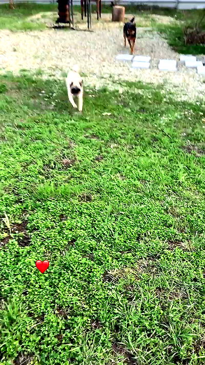 nyityam nyityam archive video