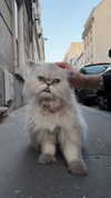 lollinski Altpins Profile Picture