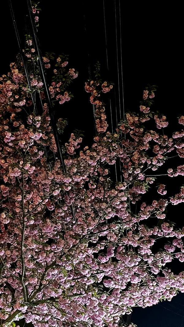 svgarbvnnies archive video preview