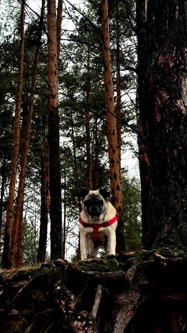 nyityam archive video preview