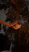 assoolin Altpins Profile Picture
