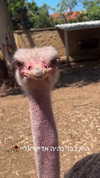 feelbetterinmysweater Altpins Profile Picture