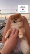 arielgino_ Altpins Profile Picture
