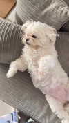 liron_vaitzman Altpins Profile Picture