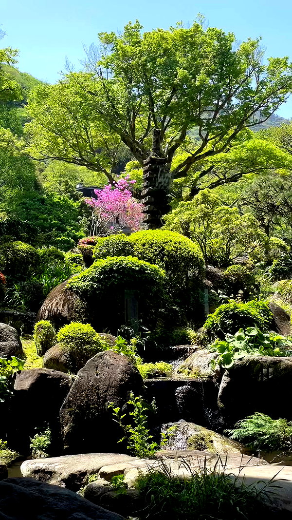 maori_cohen archive video preview