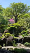 maori_cohen Altpins Profile Picture