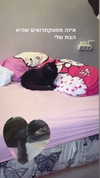 xzot1_met4xx Altpins Profile Picture