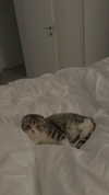 sonia_litvanchuk Altpins Profile Picture