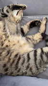 shanidahan7 Altpins Profile Picture