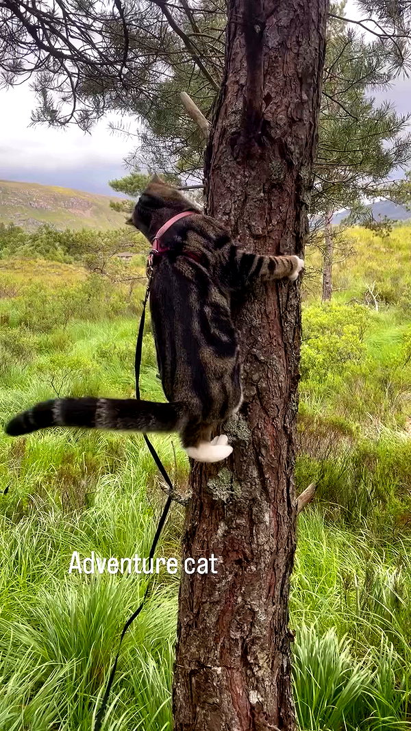 jahia_brown archive video preview