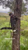 jahia_brown Altpins Profile Picture