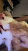 jade699x3 Altpins Profile Picture
