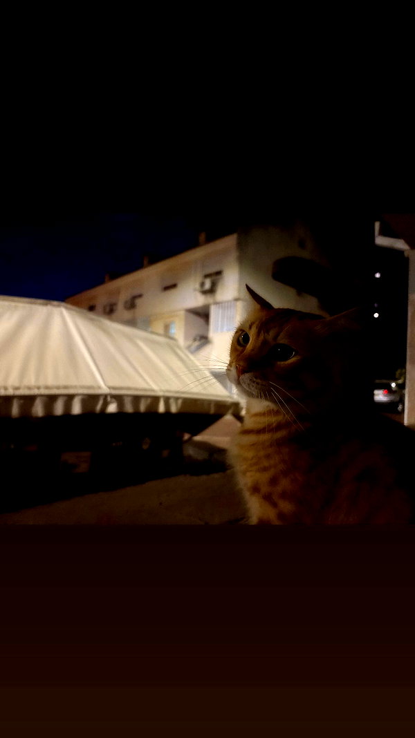 rei.sigalov archive video preview