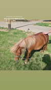 shayli_or Altpins Profile Picture