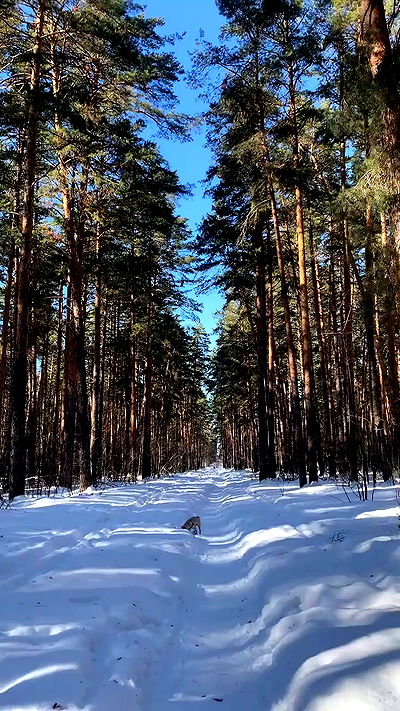 nyityam nyityam archive video