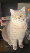 angel699k Altpins Profile Picture