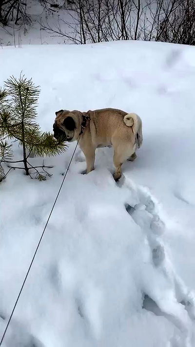 nyityam nyityam archive video