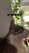 dante_yangpa Altpins Profile Picture