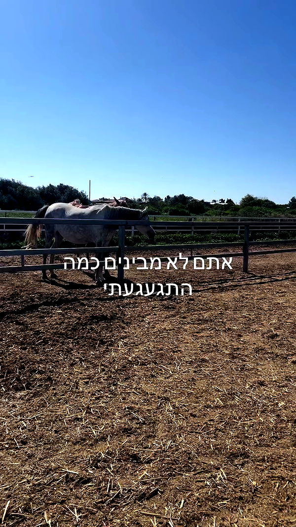 _wizardmidget_ archive video preview