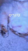 itsilanosh Altpins Profile Picture