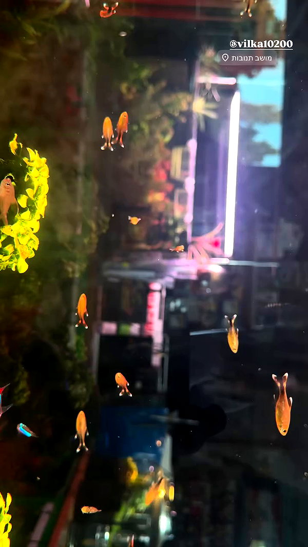 _allvi.pansk archive video preview