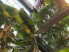 pol_cherie Altpins Profile Picture