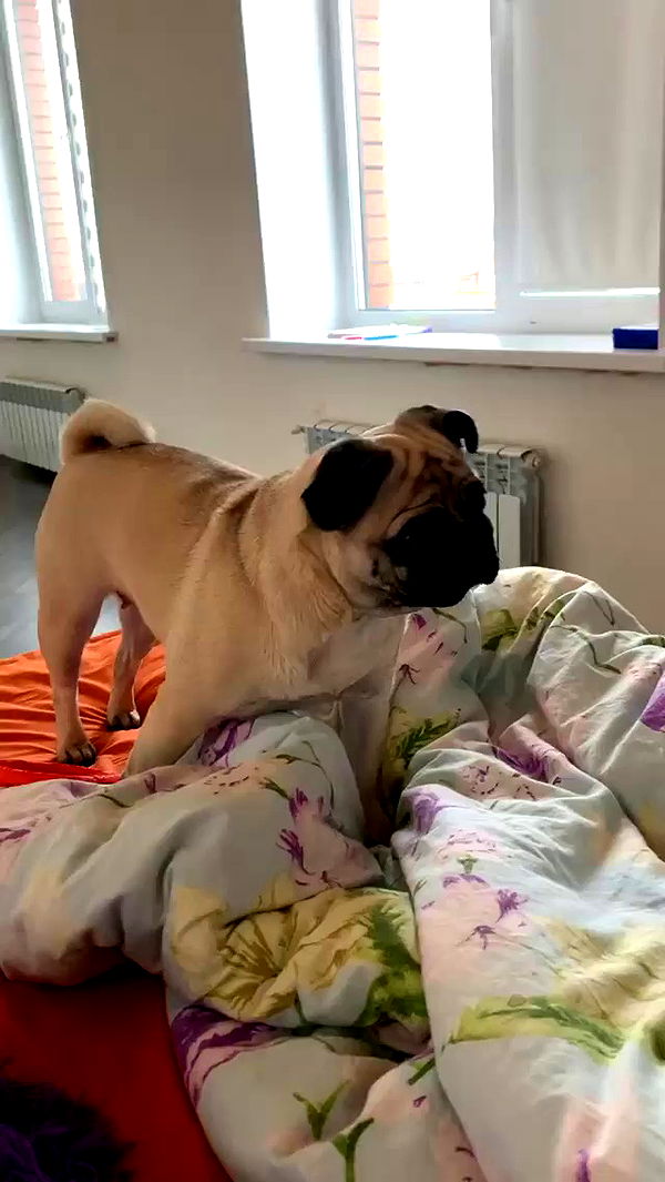 nyityam archive video preview