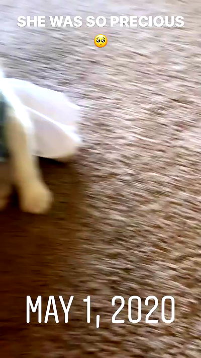 dracuina dracuina archive video