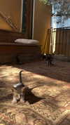 babynympho_archive Altpins Profile Picture