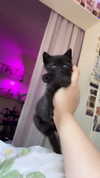 evasela__ Altpins Profile Picture